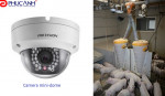  Giải pháp giám sát dành cho nghành chăn nuôi gia súc từ  Hikvision   